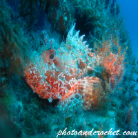 Scorpionfish - Image